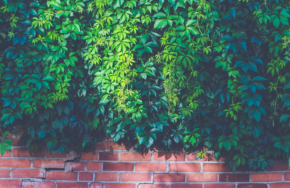 zeď s rostlinami